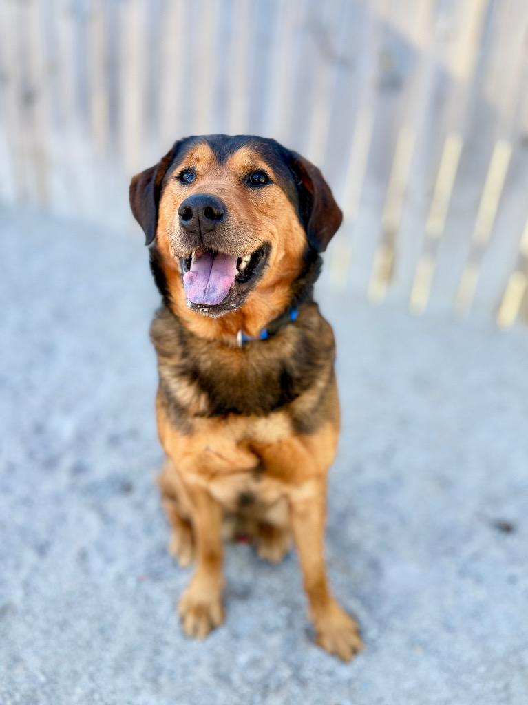Rookie, a Adoptable Mixed Breed in Muskegon, MI image 2/2