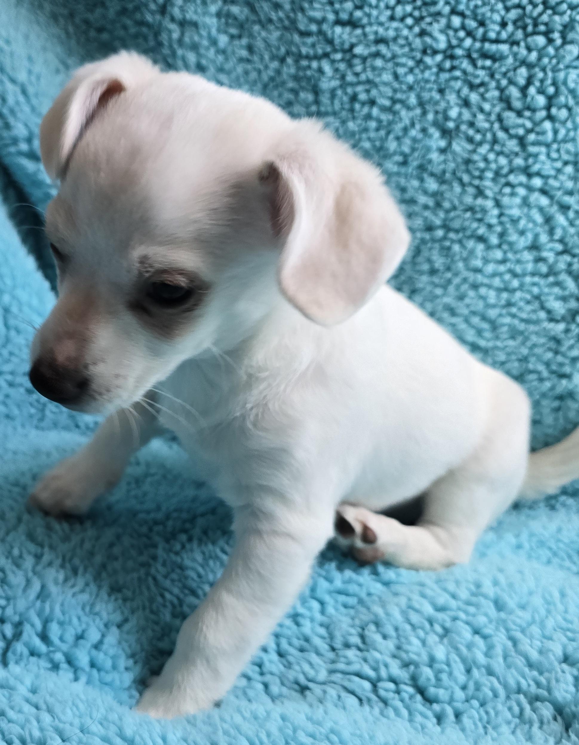Sissy, an adoptable Terrier, Mixed Breed in Mead, WA, 99021 | Photo Image 2