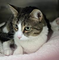 Enlarge DOLCE, a ADOPTABLE mixed breed in Henderson, NV image 2/2