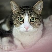 DOLCE, ADOPTABLE, Adult Female Domestic Short Hair & Tabby.