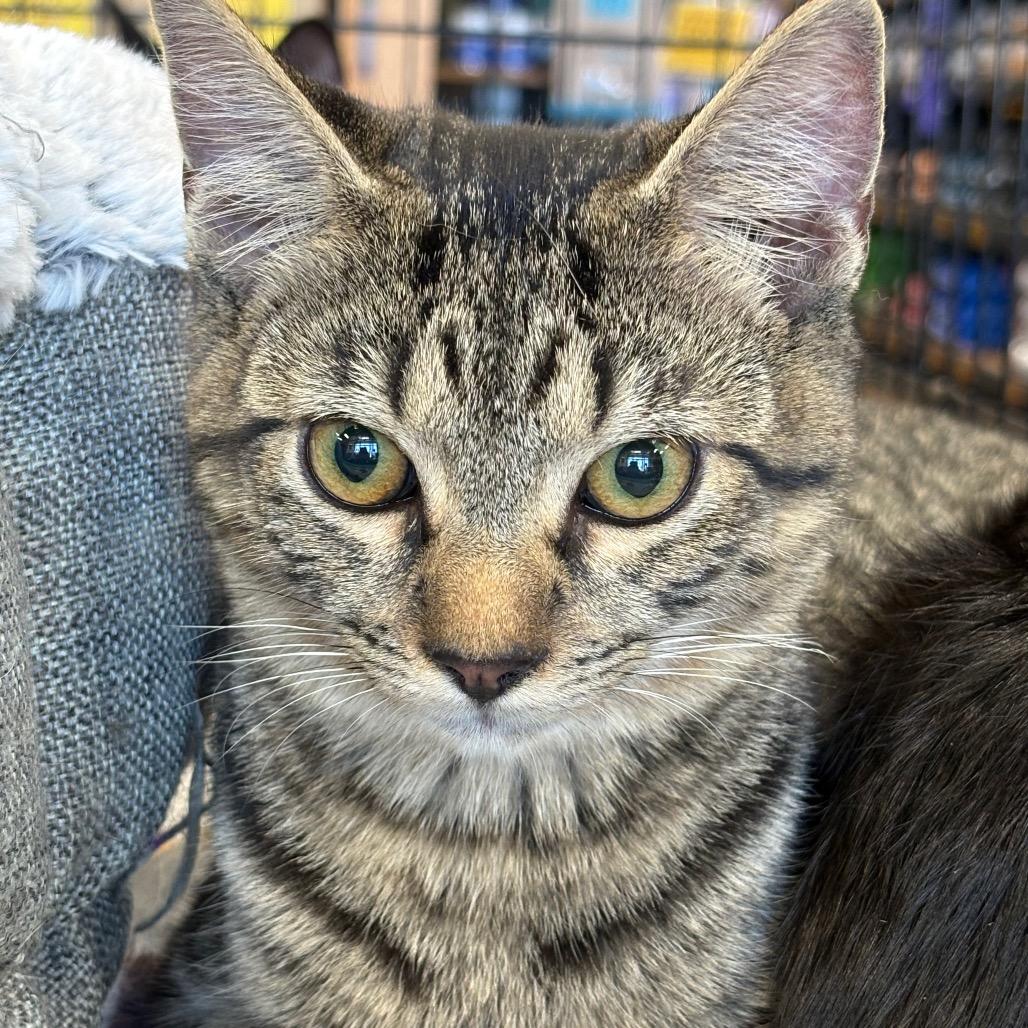 Enlarge Zander, a Adoptable Domestic Short Hair in ATOKA, TN image 2/6