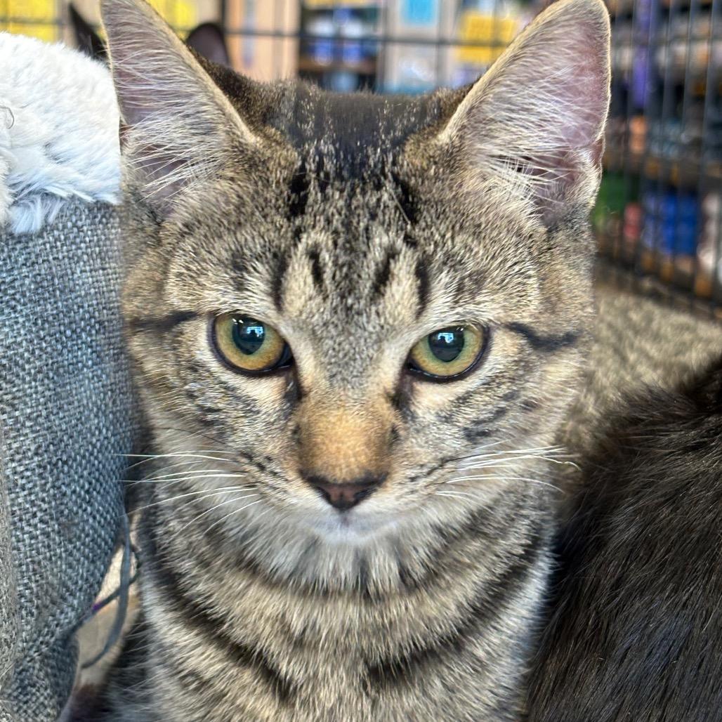 Enlarge Zander, a Adoptable Domestic Short Hair in ATOKA, TN image 3/6