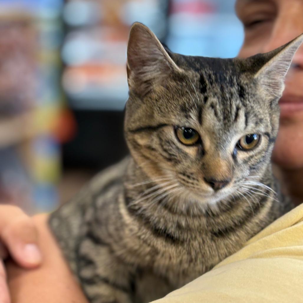 Enlarge Zander, a Adoptable Domestic Short Hair in ATOKA, TN image 5/6