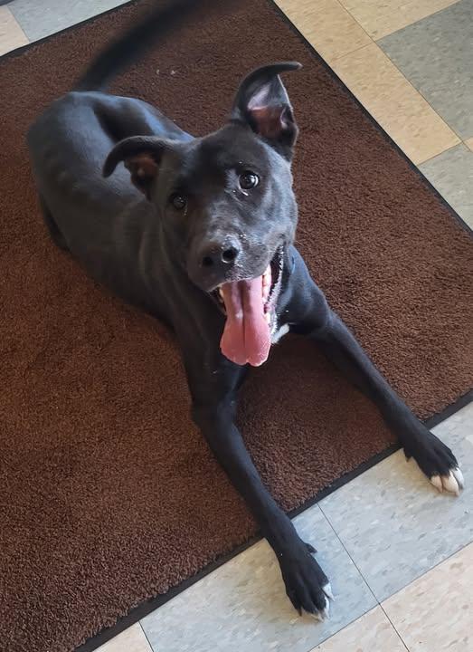 Enlarge Graham, a Adoptable mixed breed in Collinsville, IL image 1/1