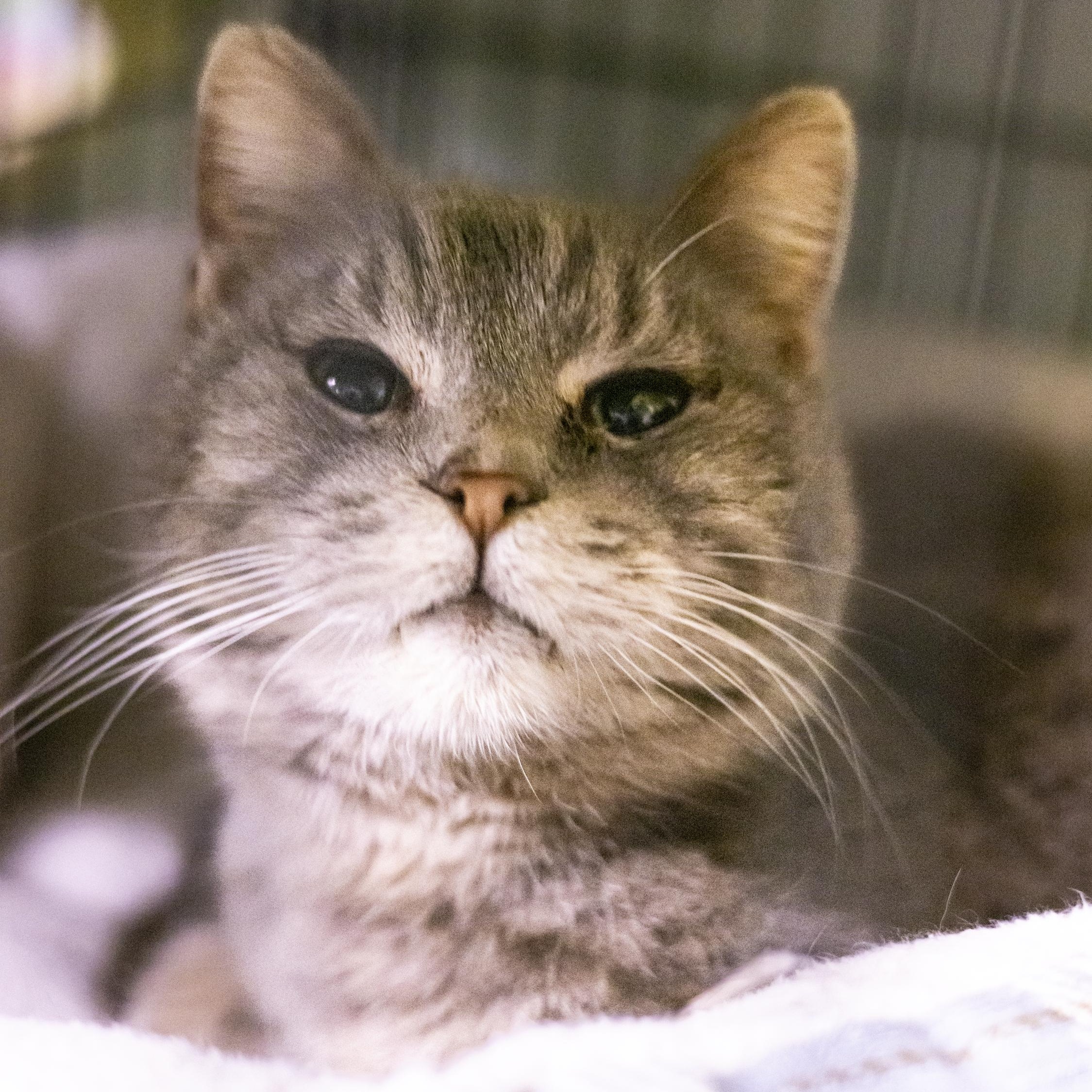 Matthew, adopted, Senior Male Domestic Short Hair.
