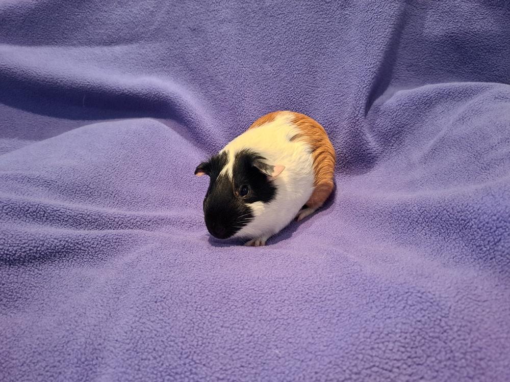 Saylor and Rayne, Adoptable, Young Female Guinea Pig & Guinea Pig.