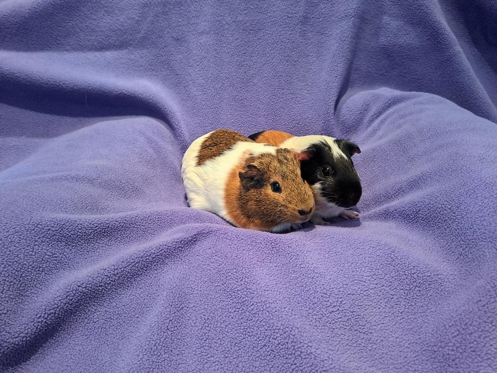Enlarge Saylor and Rayne, a Adoptable mixed breed in South Bend, IN image 2/5