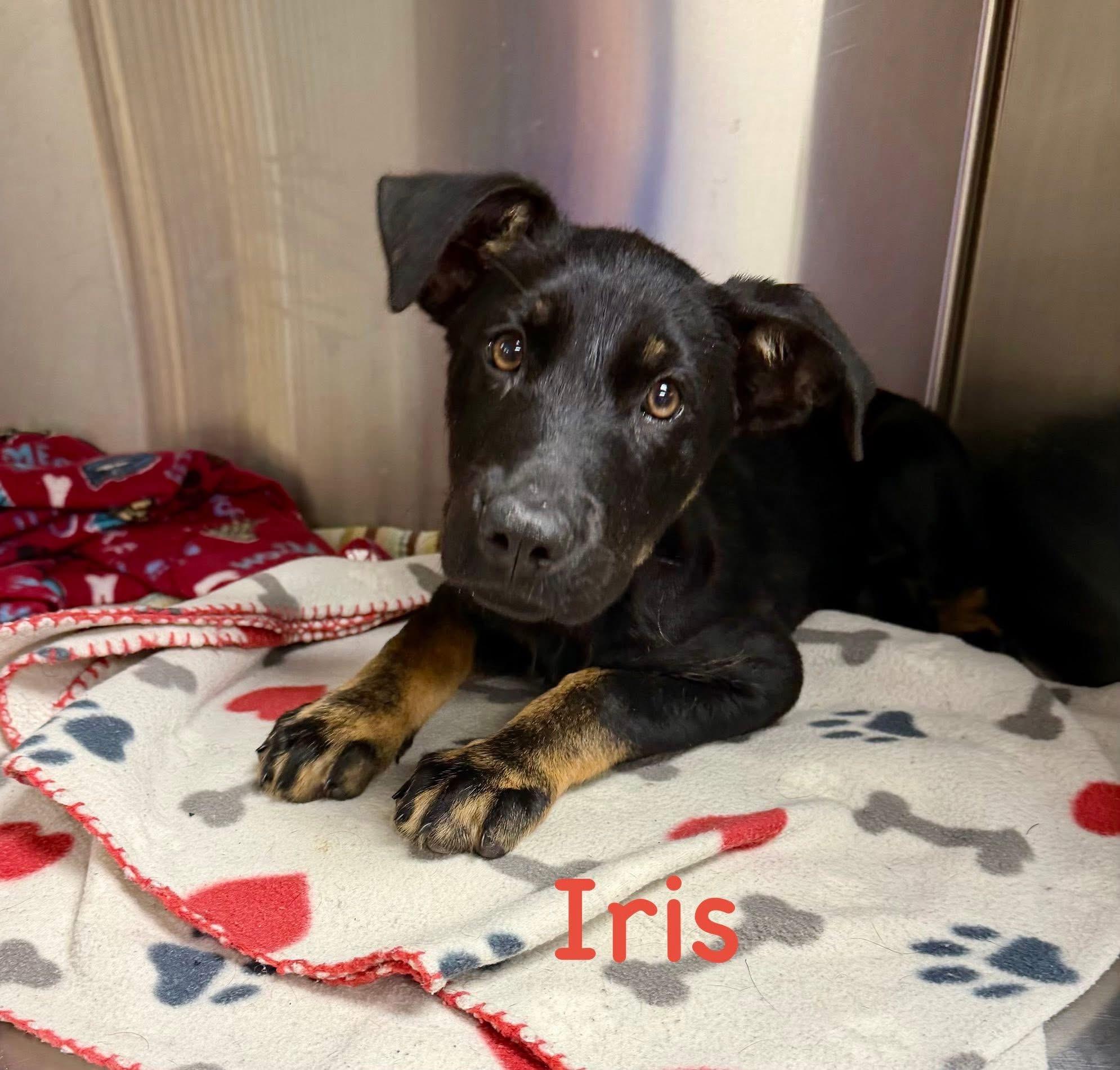 Iris, ADOPTABLE, Puppy Female German Shepherd Dog.