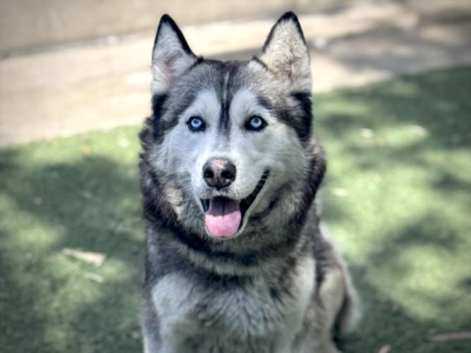 JACK, Adoptable, Adult Male Siberian Husky.