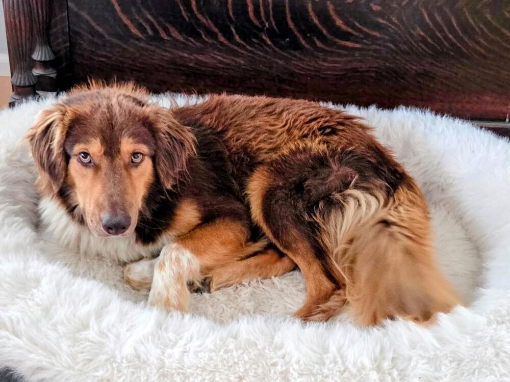 Canyon, Adoptable, Adult Male Australian Shepherd & Mixed Breed.