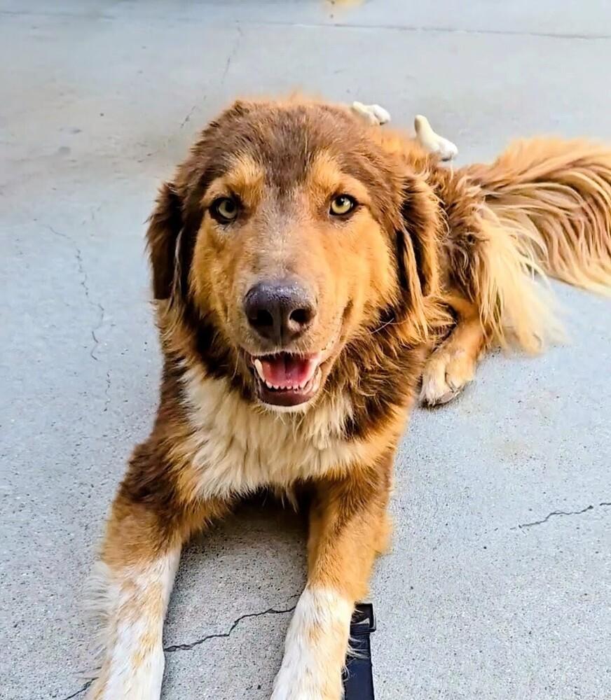 Canyon, a Adoptable mixed breed in Thornton, CO image 3/6