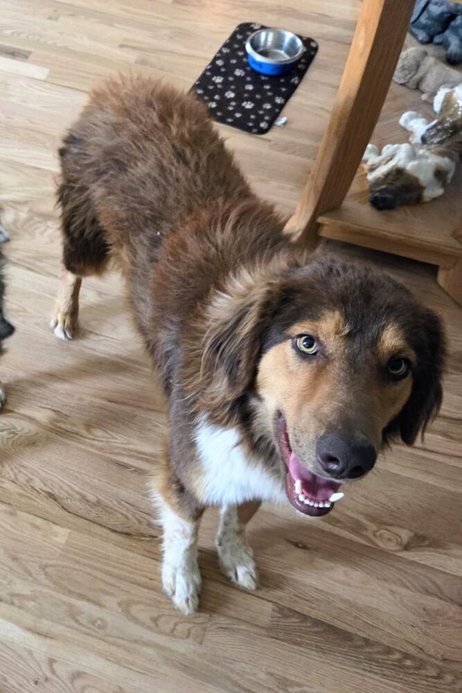 Canyon, a Adoptable mixed breed in Thornton, CO image 4/6