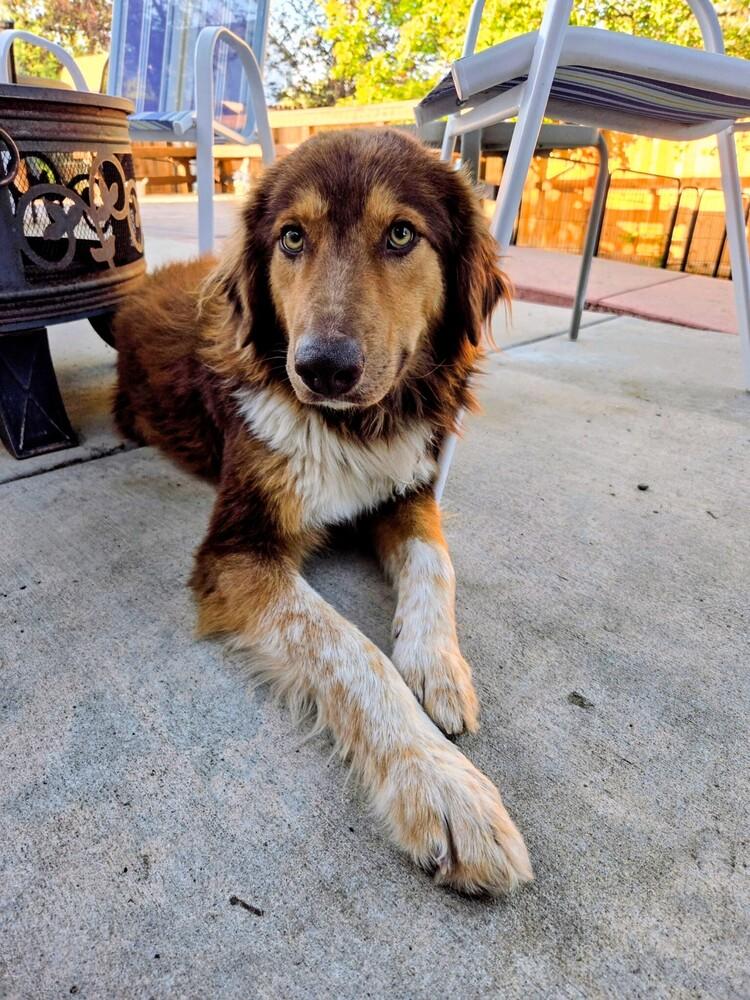 Canyon, a Adoptable mixed breed in Thornton, CO image 5/6
