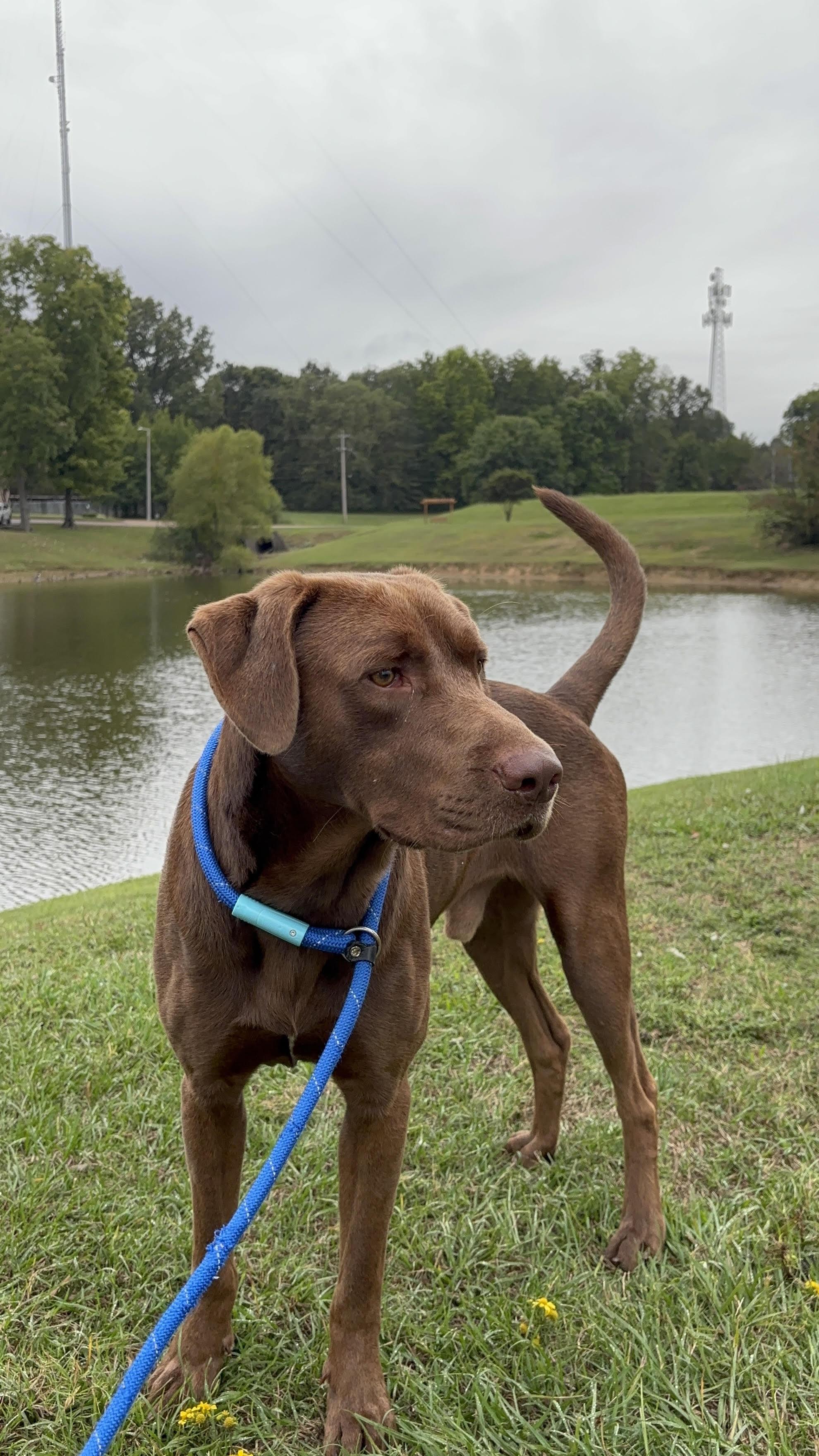 Gunner