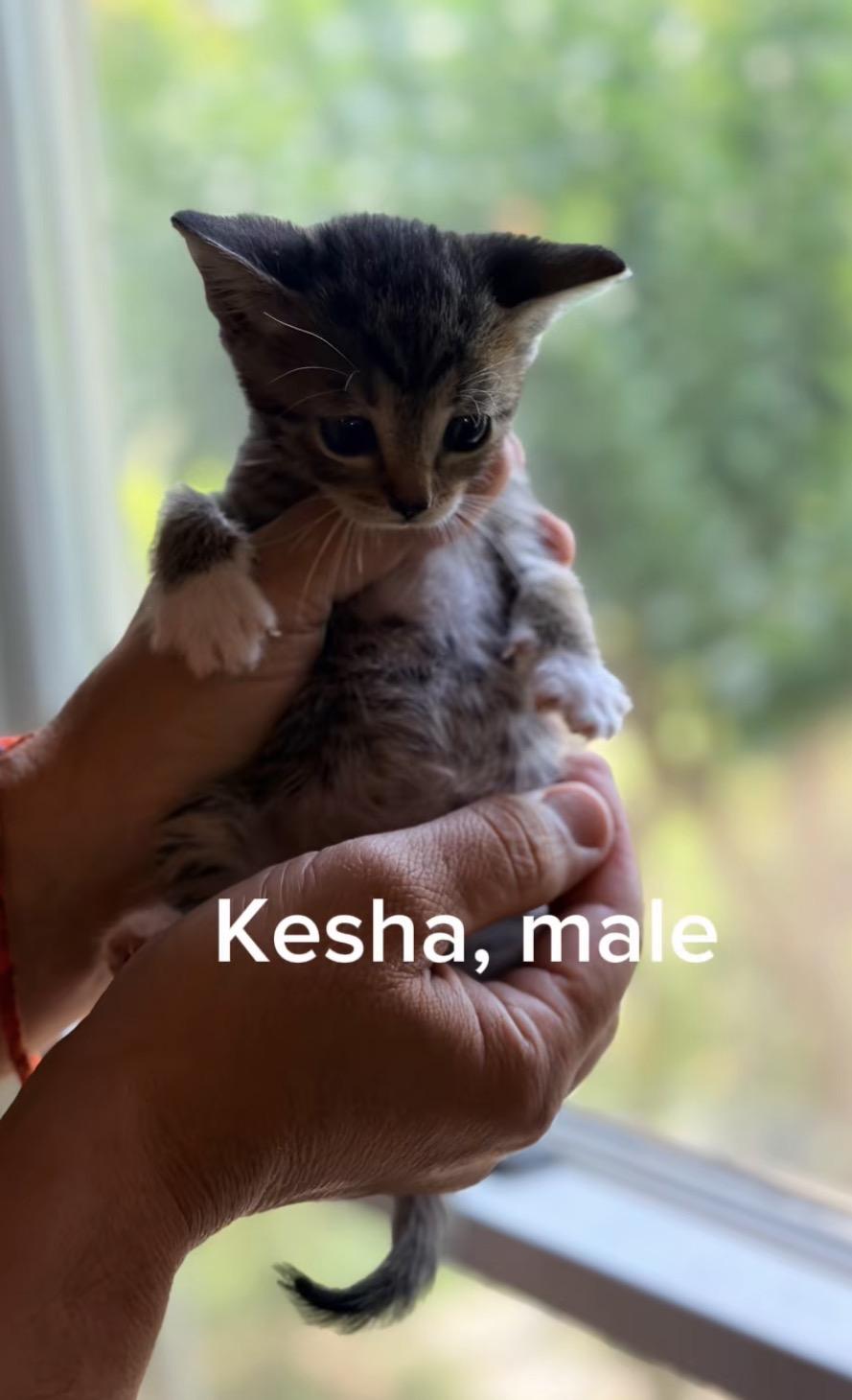 Kesha, Adoptable, Kitten Male American Shorthair & Tabby.