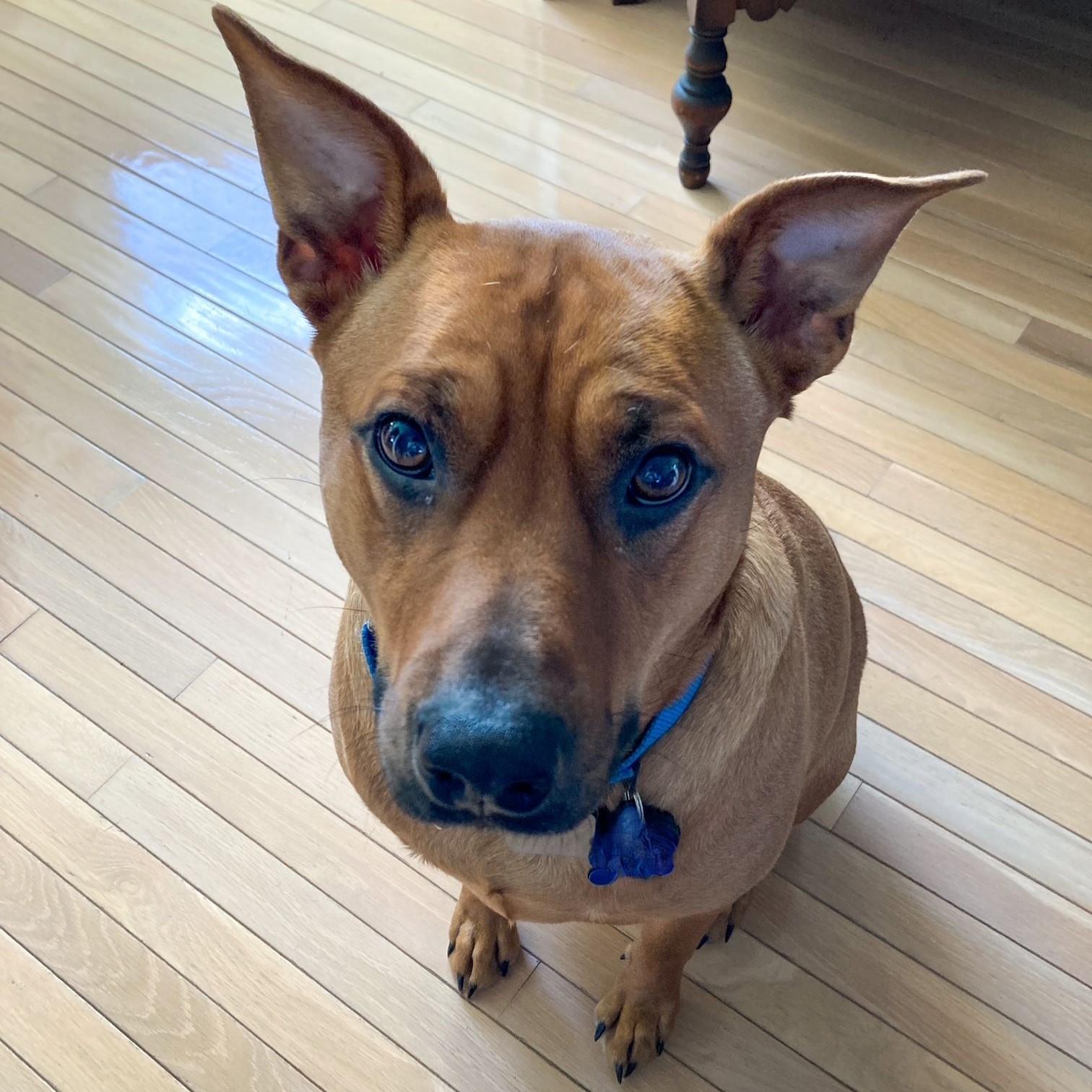 Rusty, a Adoptable mixed breed in Rensselaer, NY image 1/5