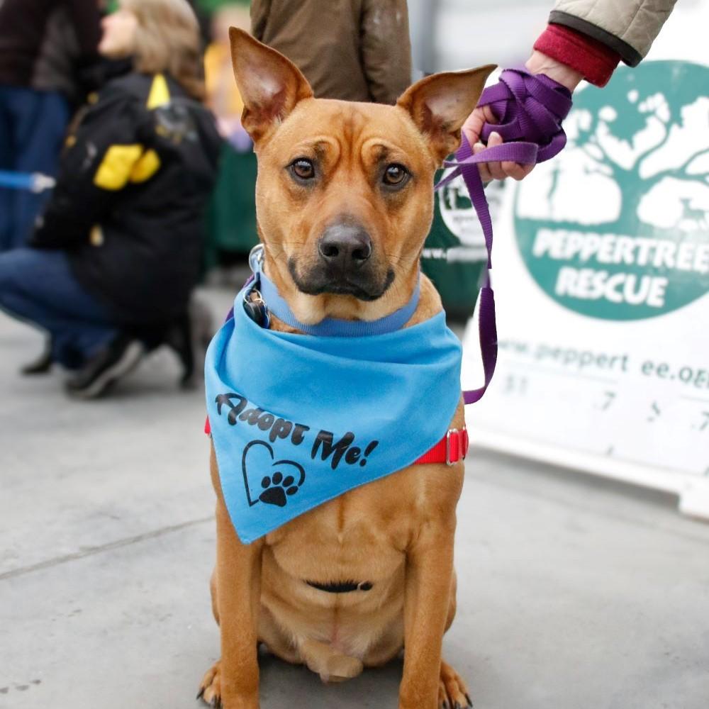 Rusty, a Adoptable mixed breed in Rensselaer, NY image 2/5