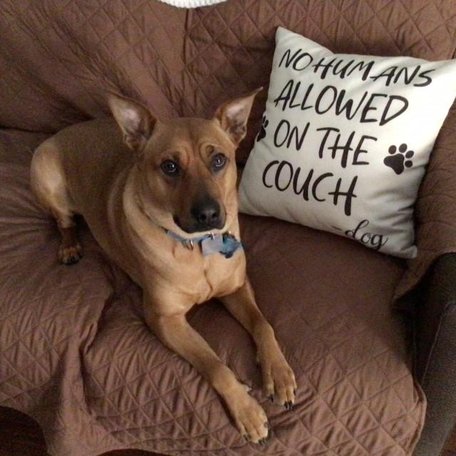 Rusty, a Adoptable mixed breed in Rensselaer, NY image 3/5