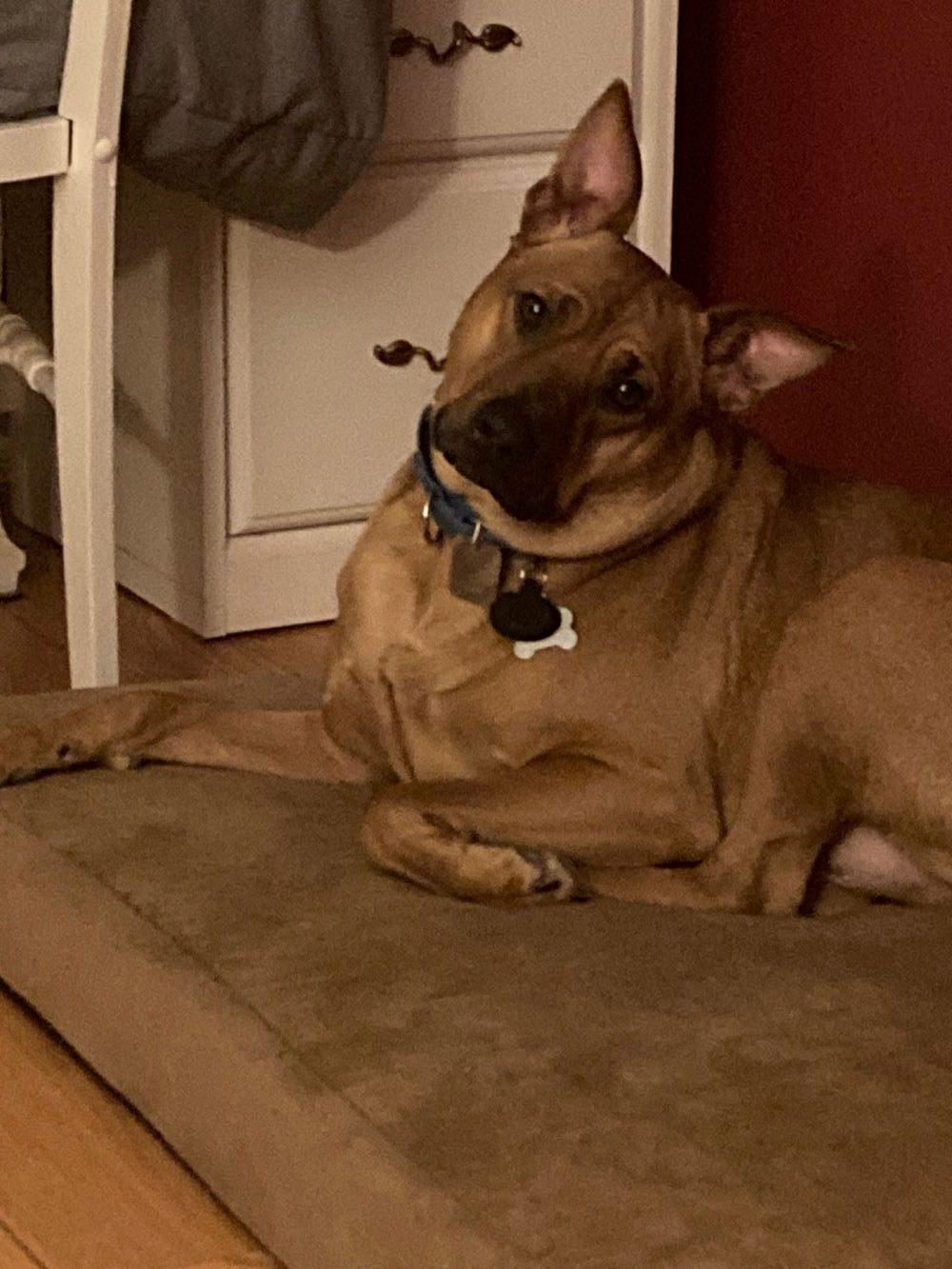 Rusty, a Adoptable mixed breed in Rensselaer, NY image 4/5