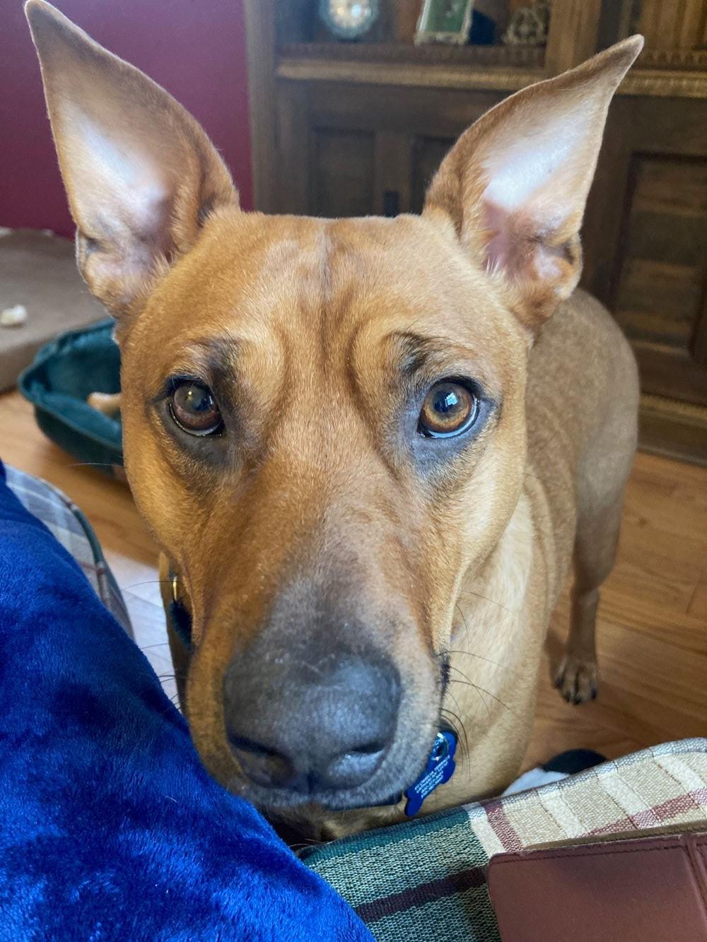 Rusty, a Adoptable mixed breed in Rensselaer, NY image 5/5