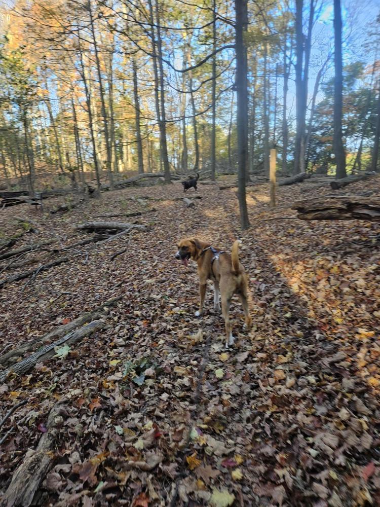 Enlarge Rex, a Adoptable mixed breed in Irwin, PA image 2/6