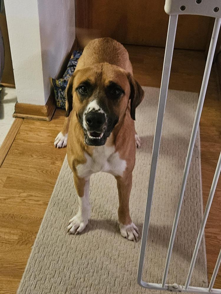 Enlarge Rex, a Adoptable mixed breed in Irwin, PA image 3/6