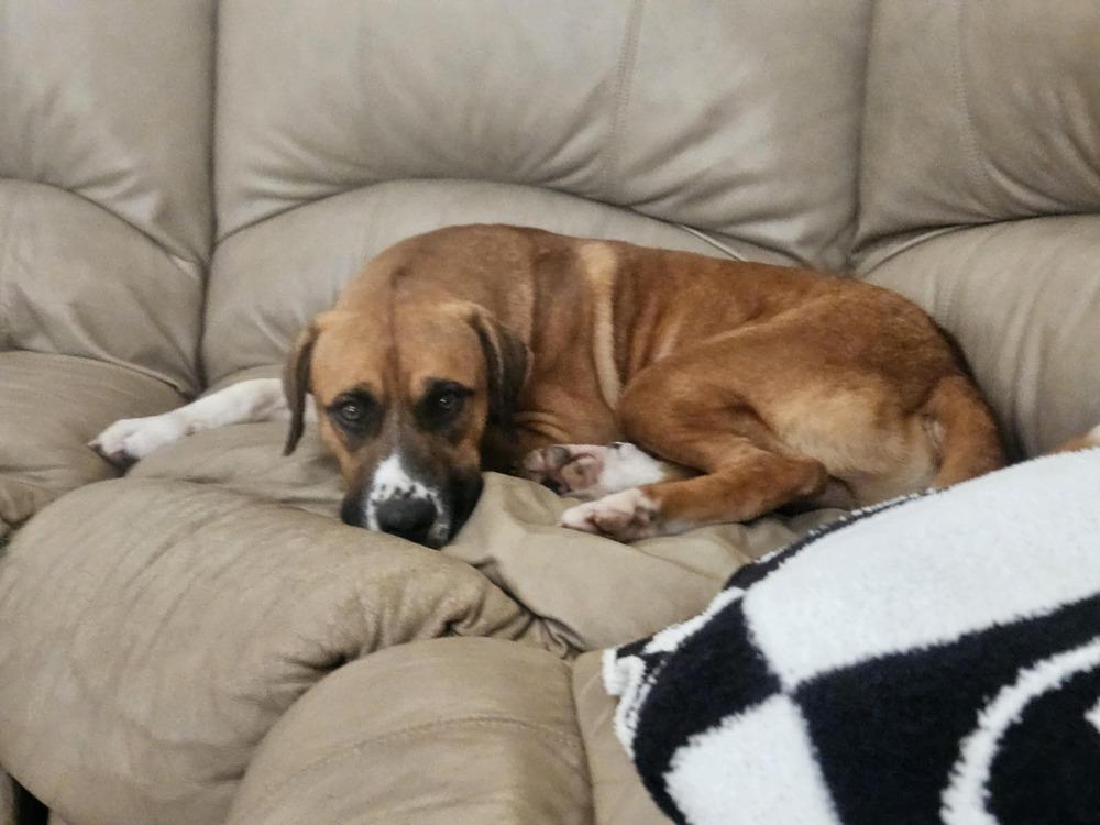 Enlarge Rex, a Adoptable mixed breed in Irwin, PA image 4/6