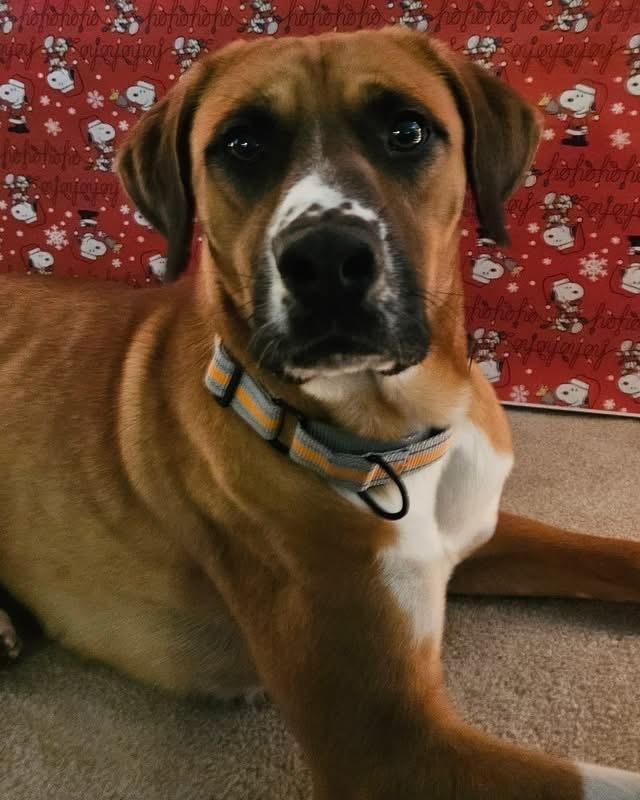 Enlarge Rex, a Adoptable mixed breed in Irwin, PA image 5/6