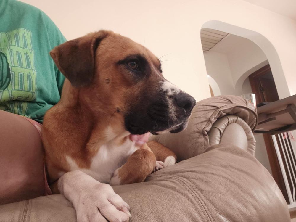 Enlarge Rex, a Adoptable mixed breed in Irwin, PA image 6/6