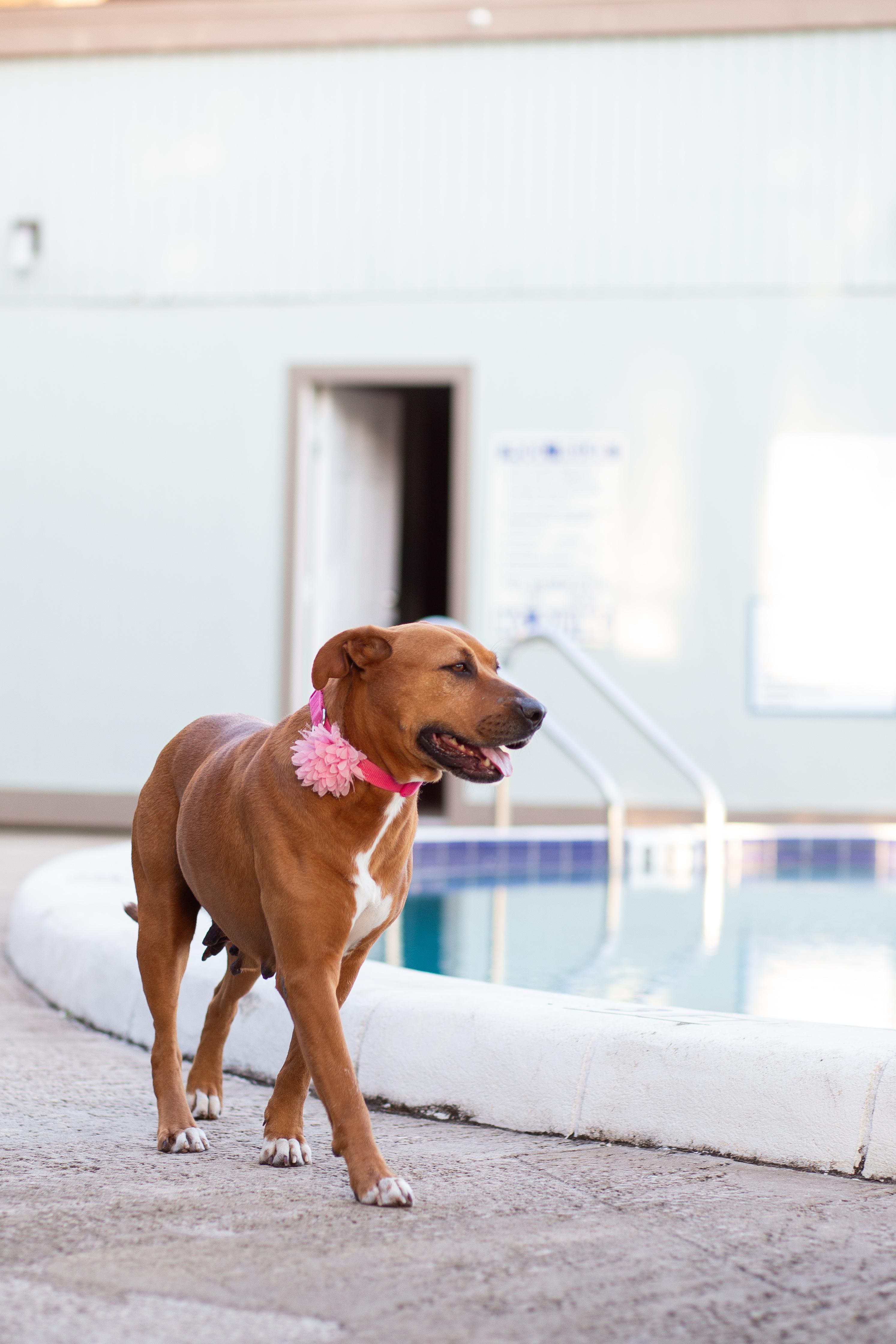 Paisley, a ADOPTABLE mixed breed in tampa, FL image 6/6