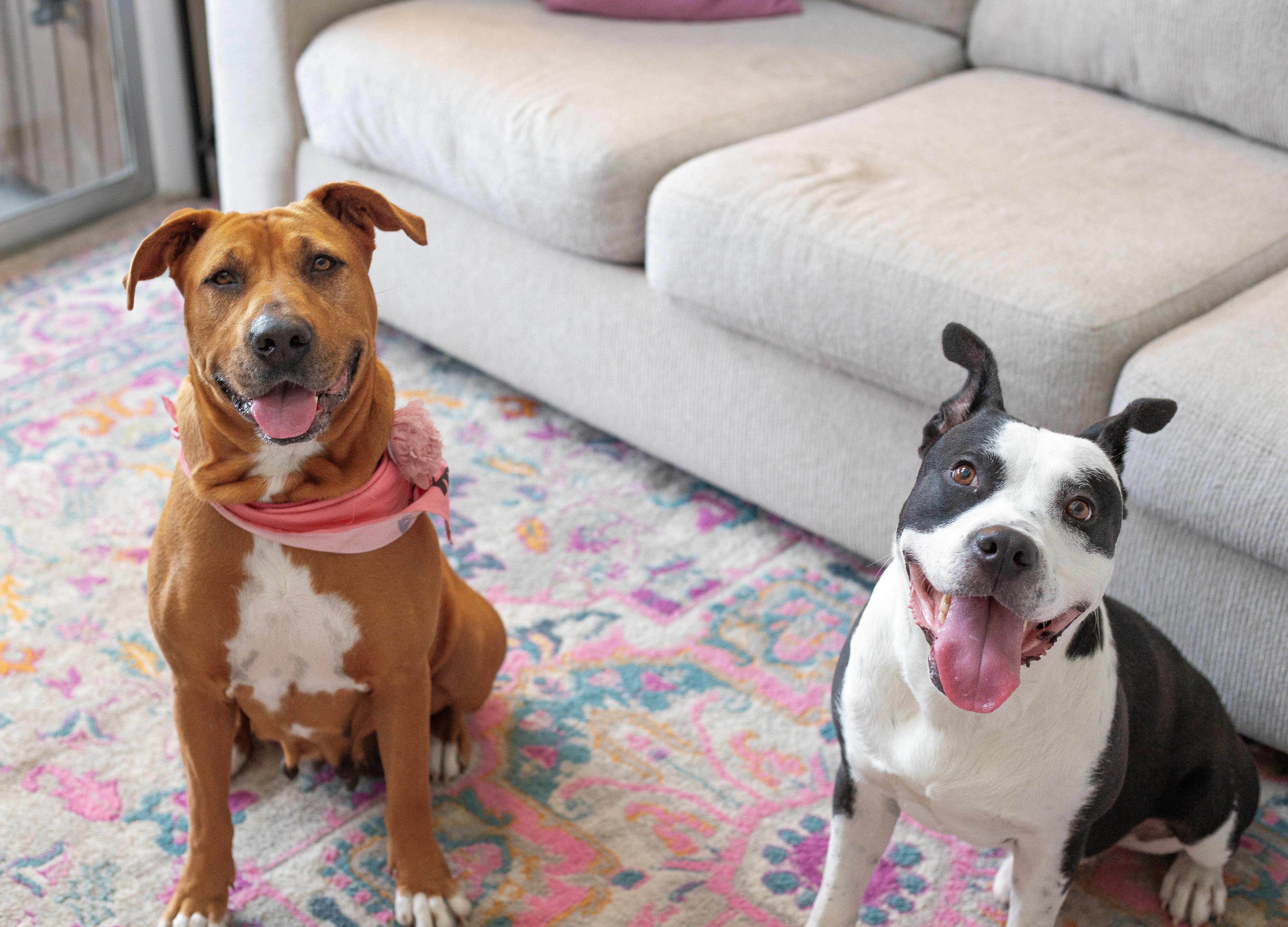 Paisley, a ADOPTABLE mixed breed in tampa, FL image 3/6