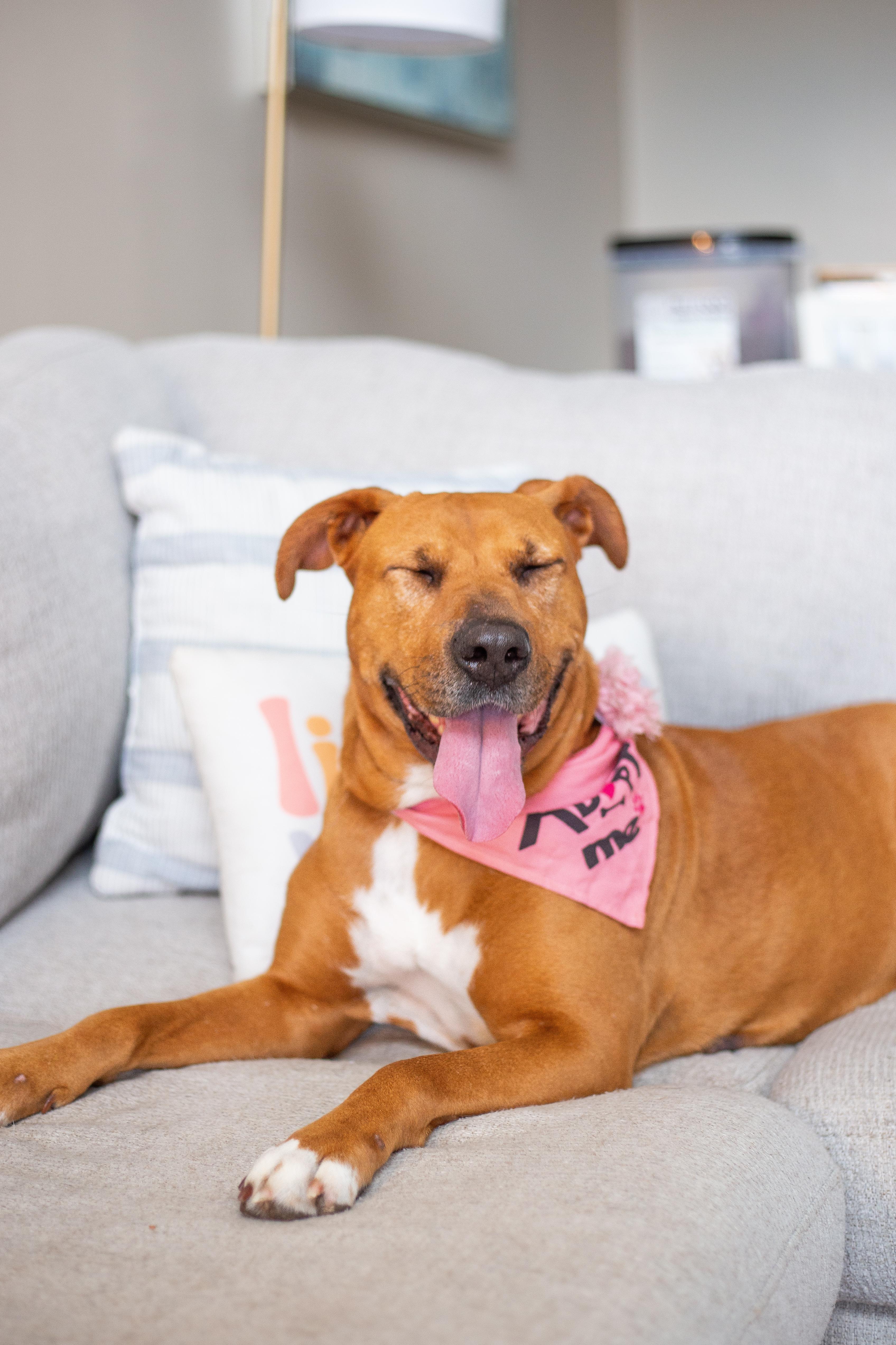 Paisley, a ADOPTABLE mixed breed in tampa, FL image 5/6