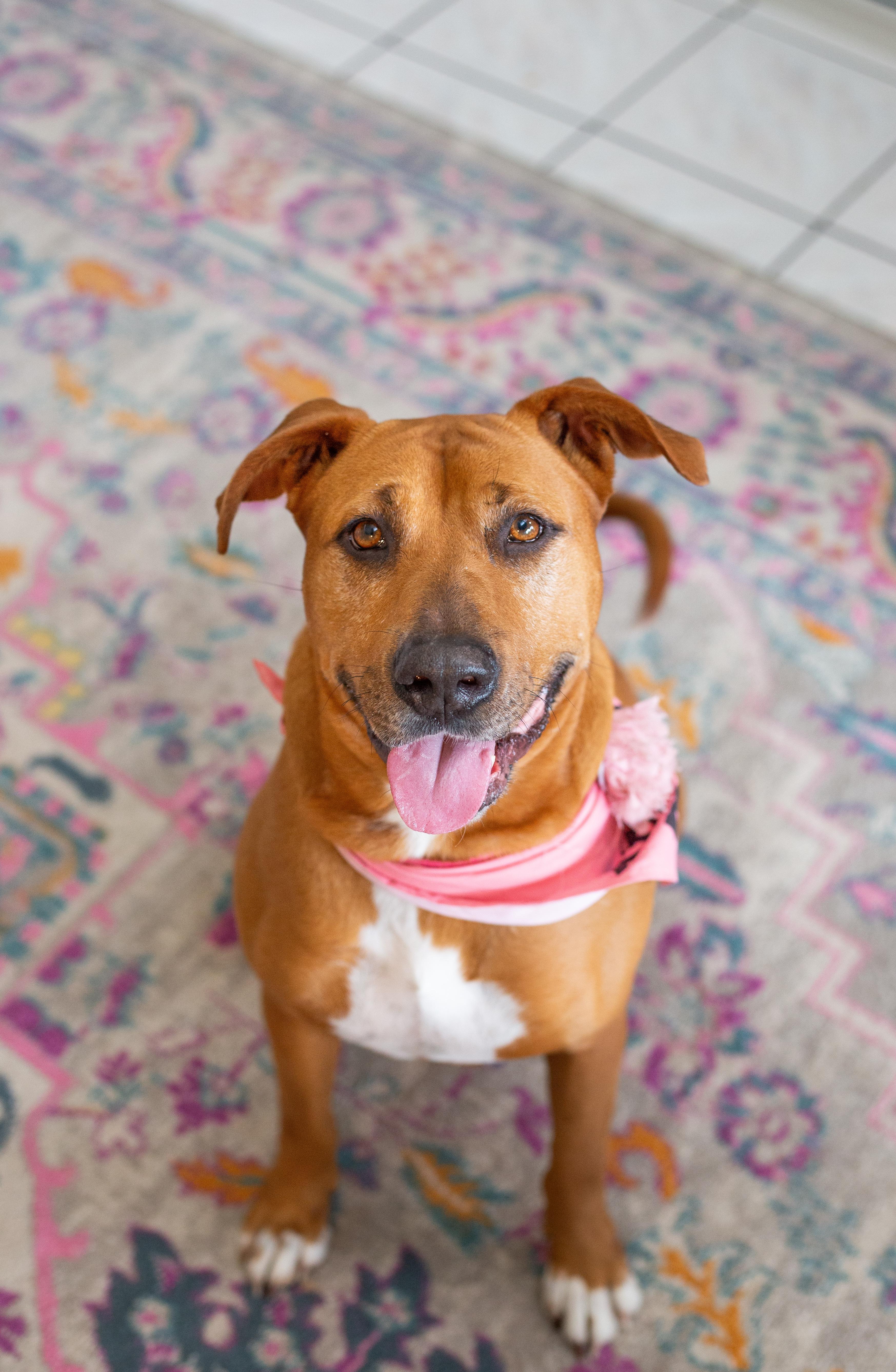 Paisley, a ADOPTABLE mixed breed in tampa, FL image 4/6