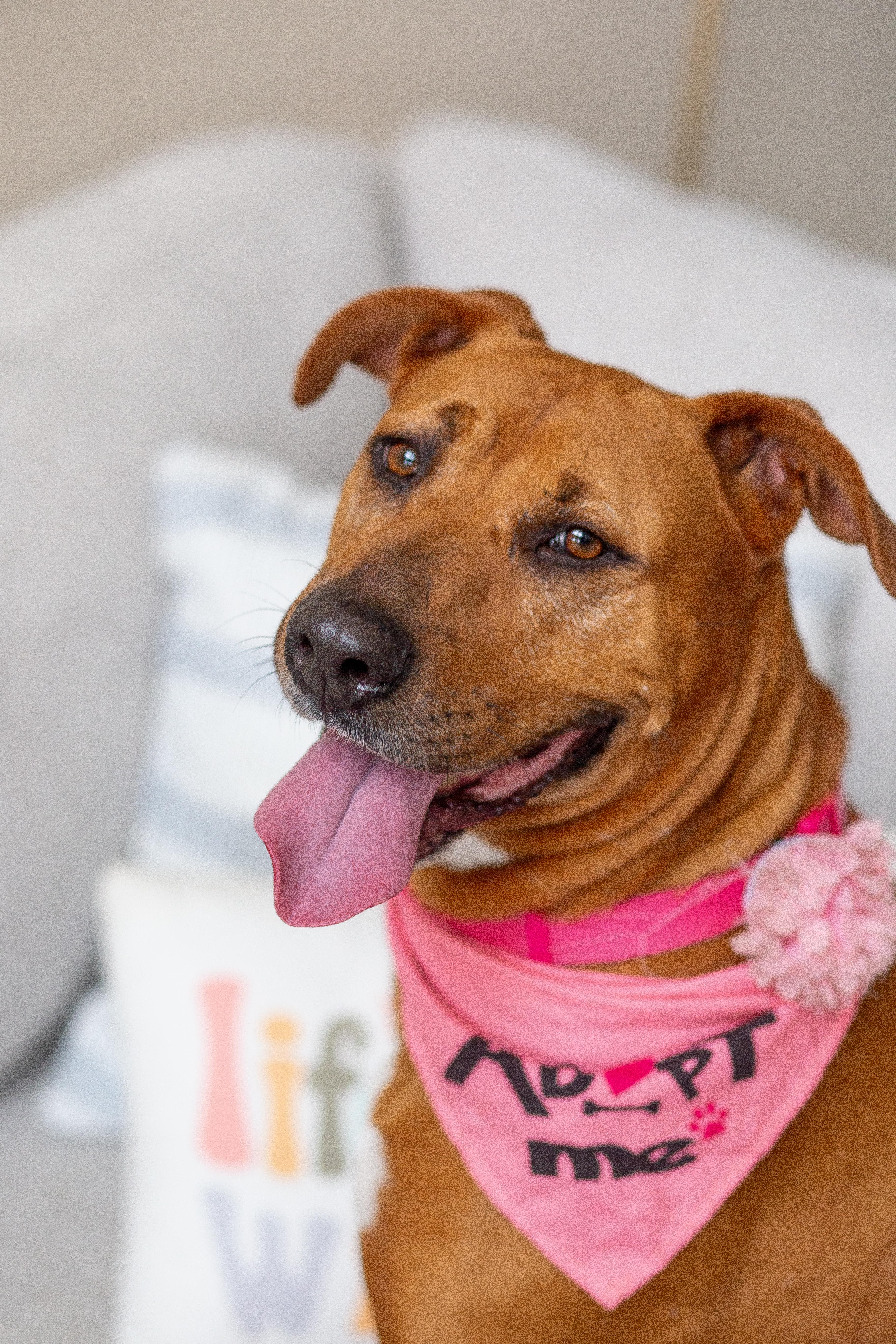 Paisley, a ADOPTABLE mixed breed in tampa, FL image 1/6