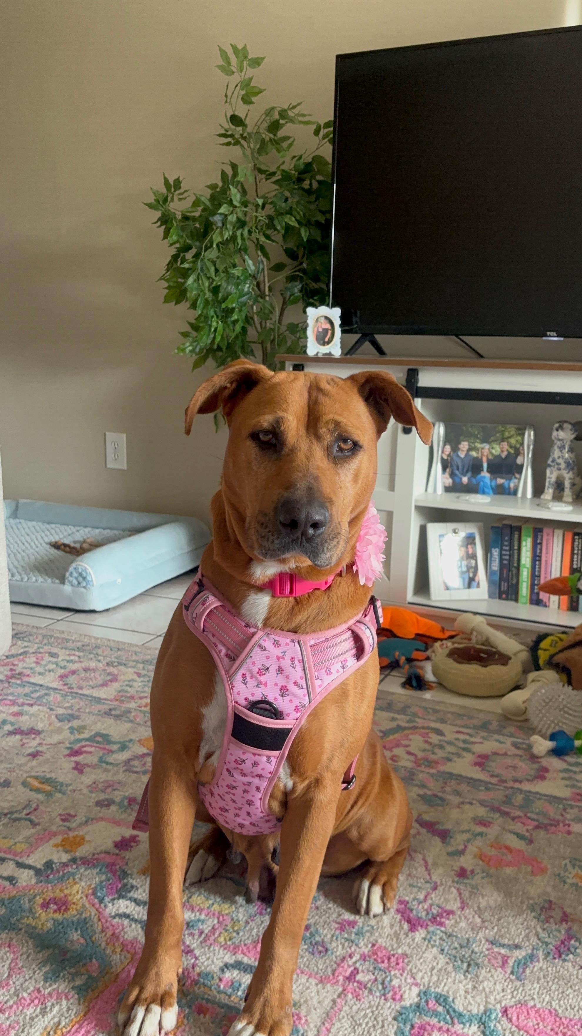 Paisley, a ADOPTABLE mixed breed in tampa, FL image 2/6