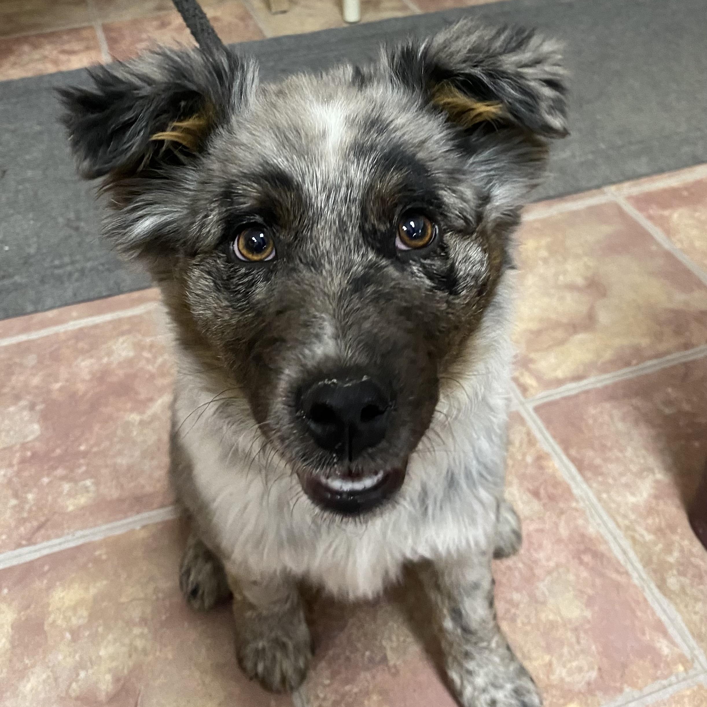 Roo, adopted, Puppy Male Australian Cattle Dog / Blue Heeler.
