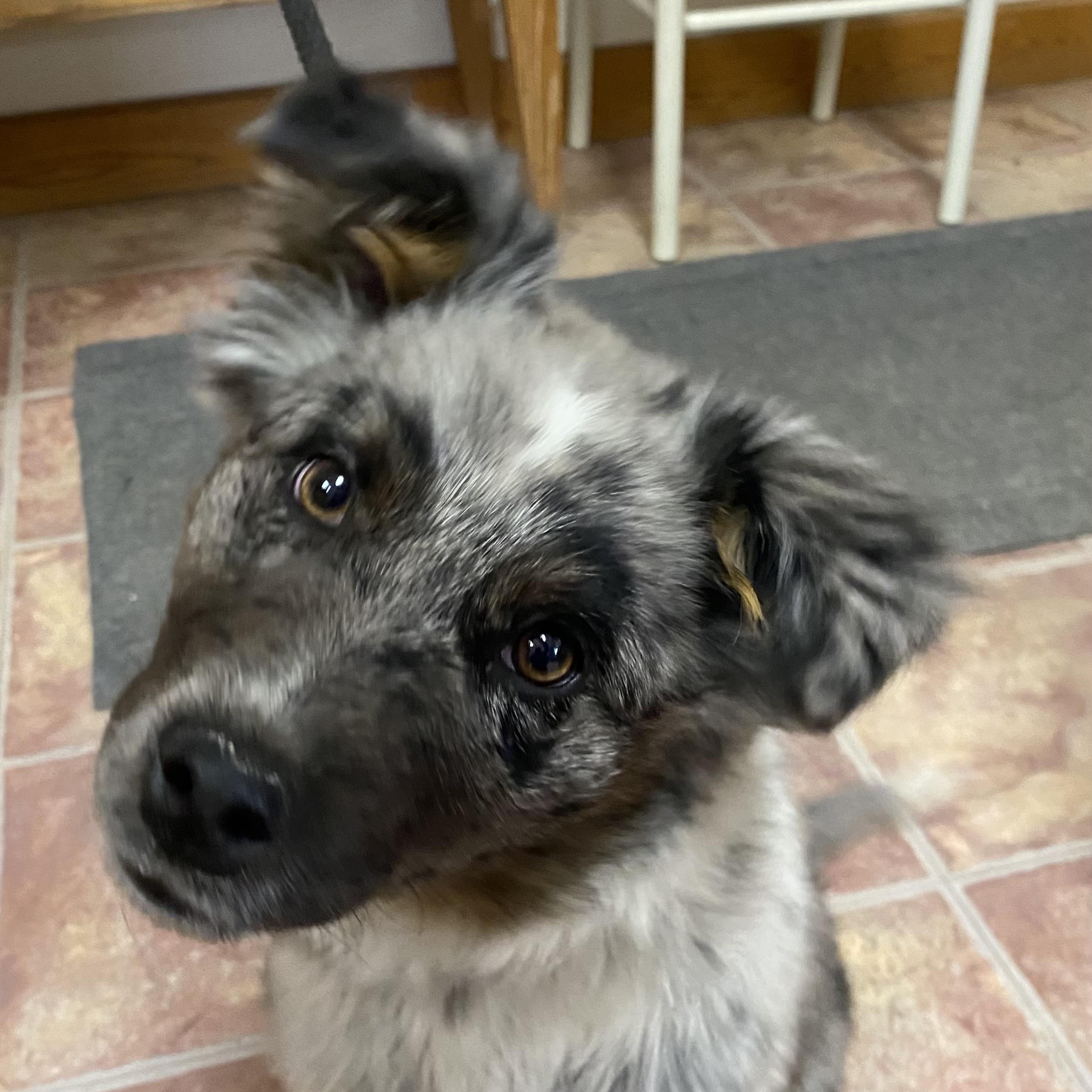 Enlarge Roo, an adopted Australian Cattle Dog / Blue Heeler in Choteau, MT image 3/3