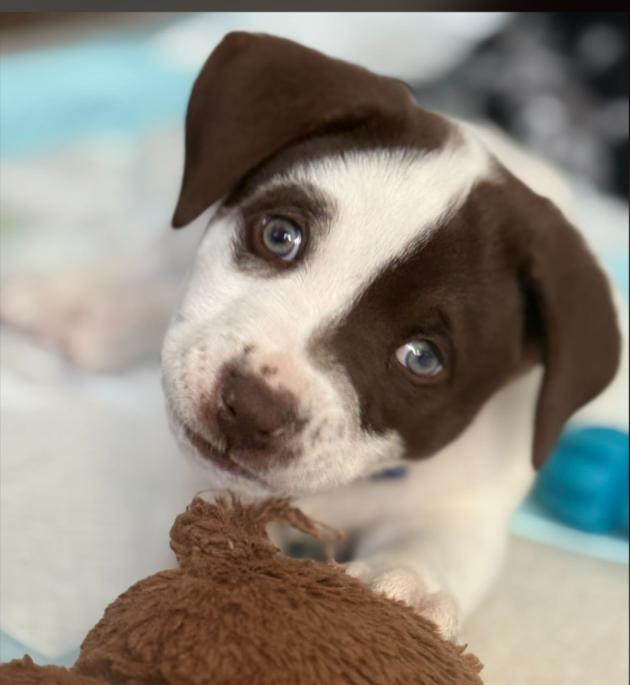 Nutmeg, an adoptable mixed breed in Eutawville, SC image 1/5