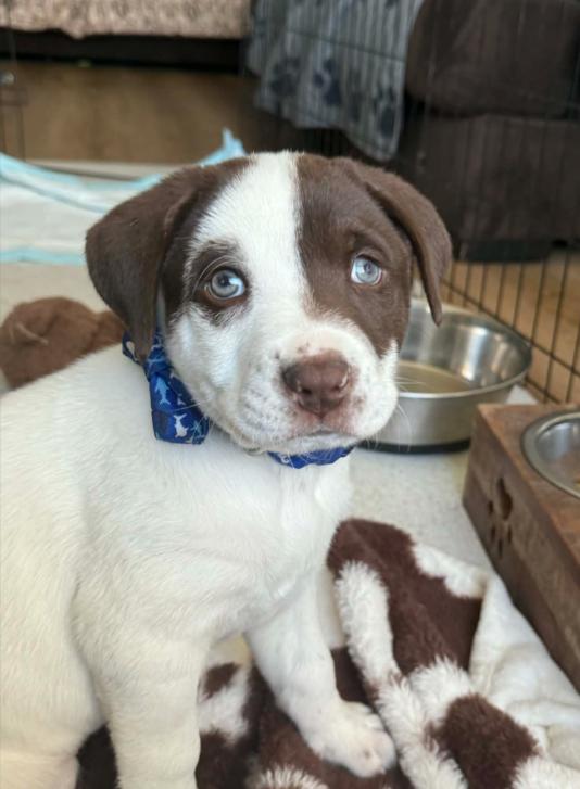 Nutmeg, an adoptable mixed breed in Eutawville, SC image 2/5