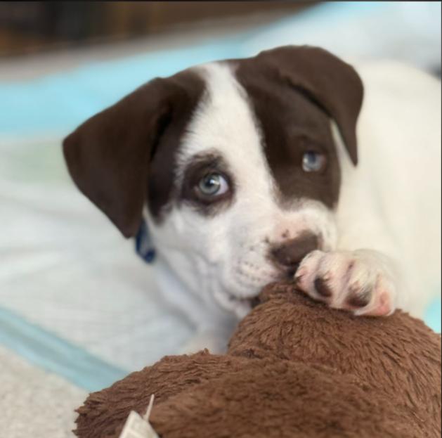Nutmeg, an adoptable mixed breed in Eutawville, SC image 3/5