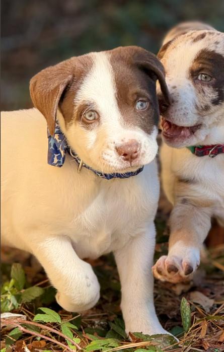 Nutmeg, an adoptable mixed breed in Eutawville, SC image 4/5