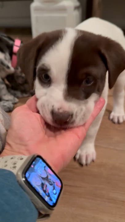 Enlarge Nutmeg, an adoptable mixed breed in Eutawville, SC video 5/5