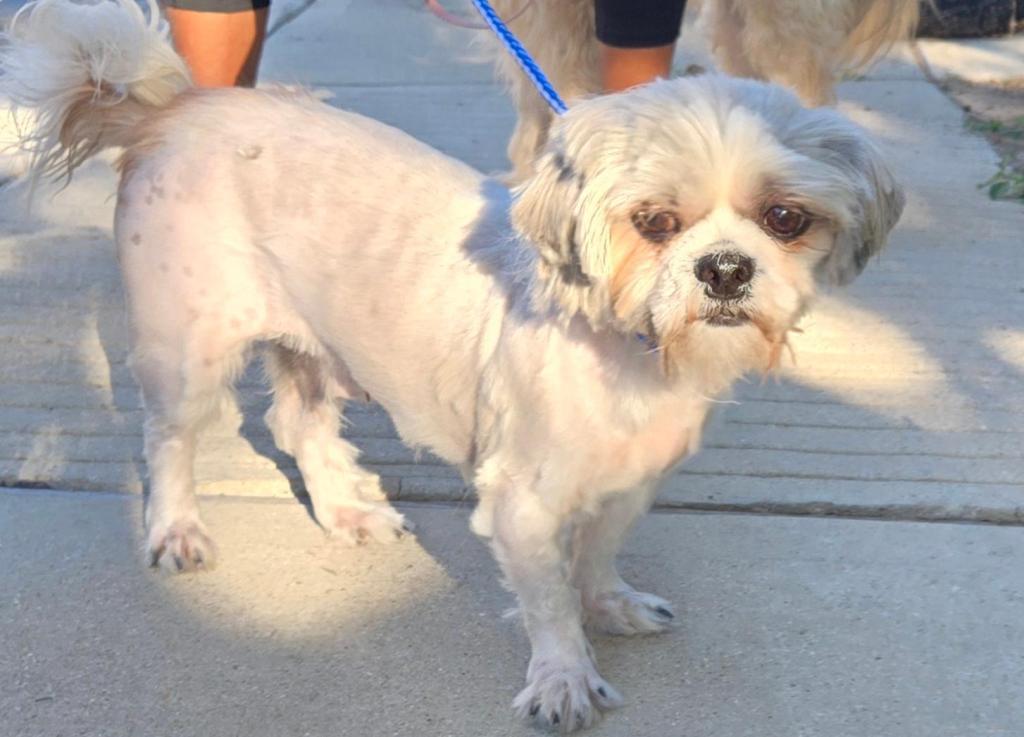 Phillip, Adopted, Young Male Shih Tzu.