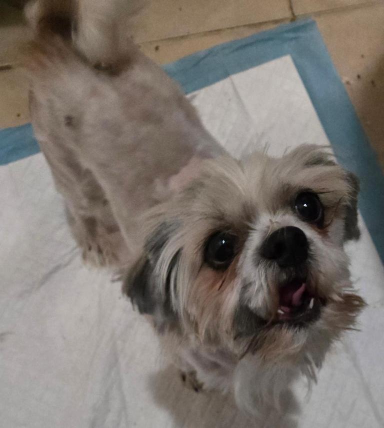 Enlarge Phillip, a Adopted Shih Tzu in San Antonio, TX image 3/3