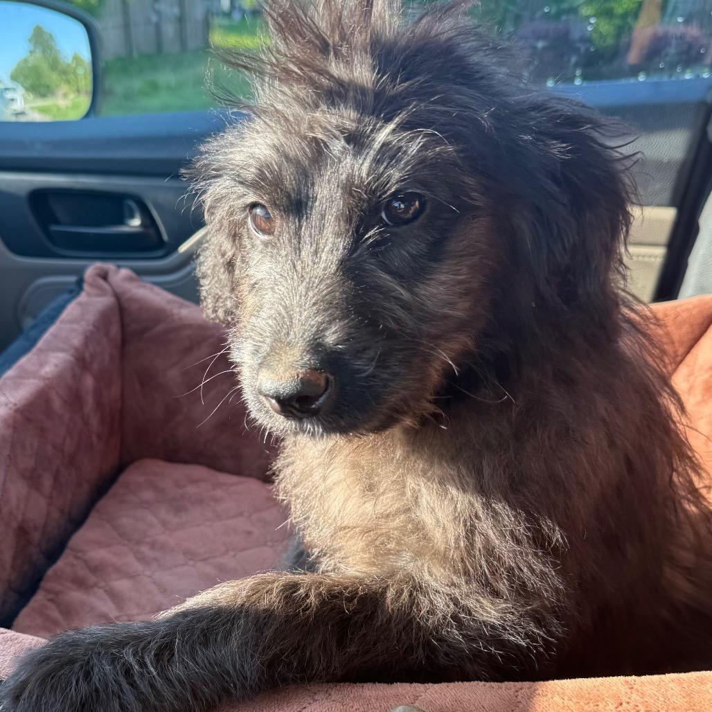 Enlarge Lala, an adopted mixed breed in Daphne, AL image 2/4