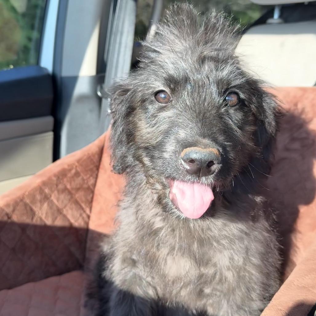Enlarge Lala, an adopted mixed breed in Daphne, AL image 1/4