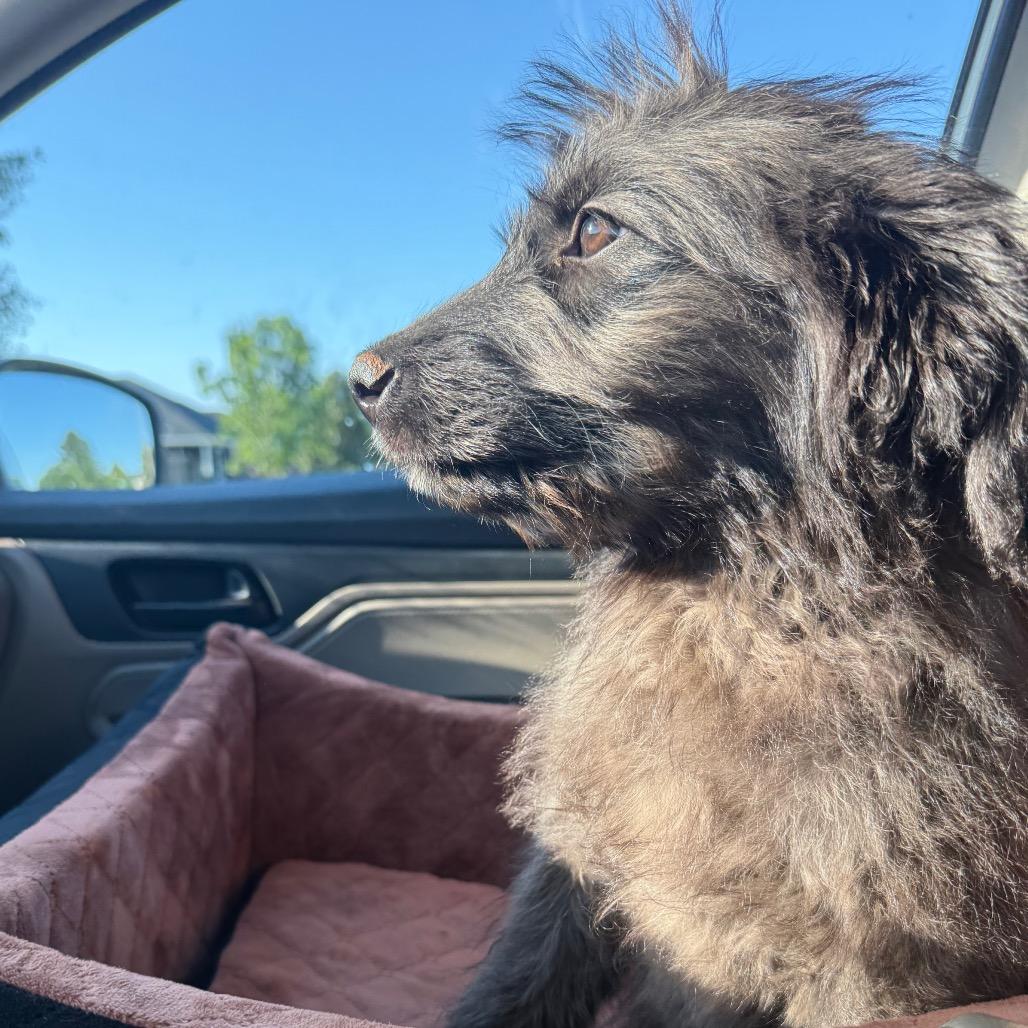 Enlarge Lala, an adopted mixed breed in Daphne, AL image 4/4