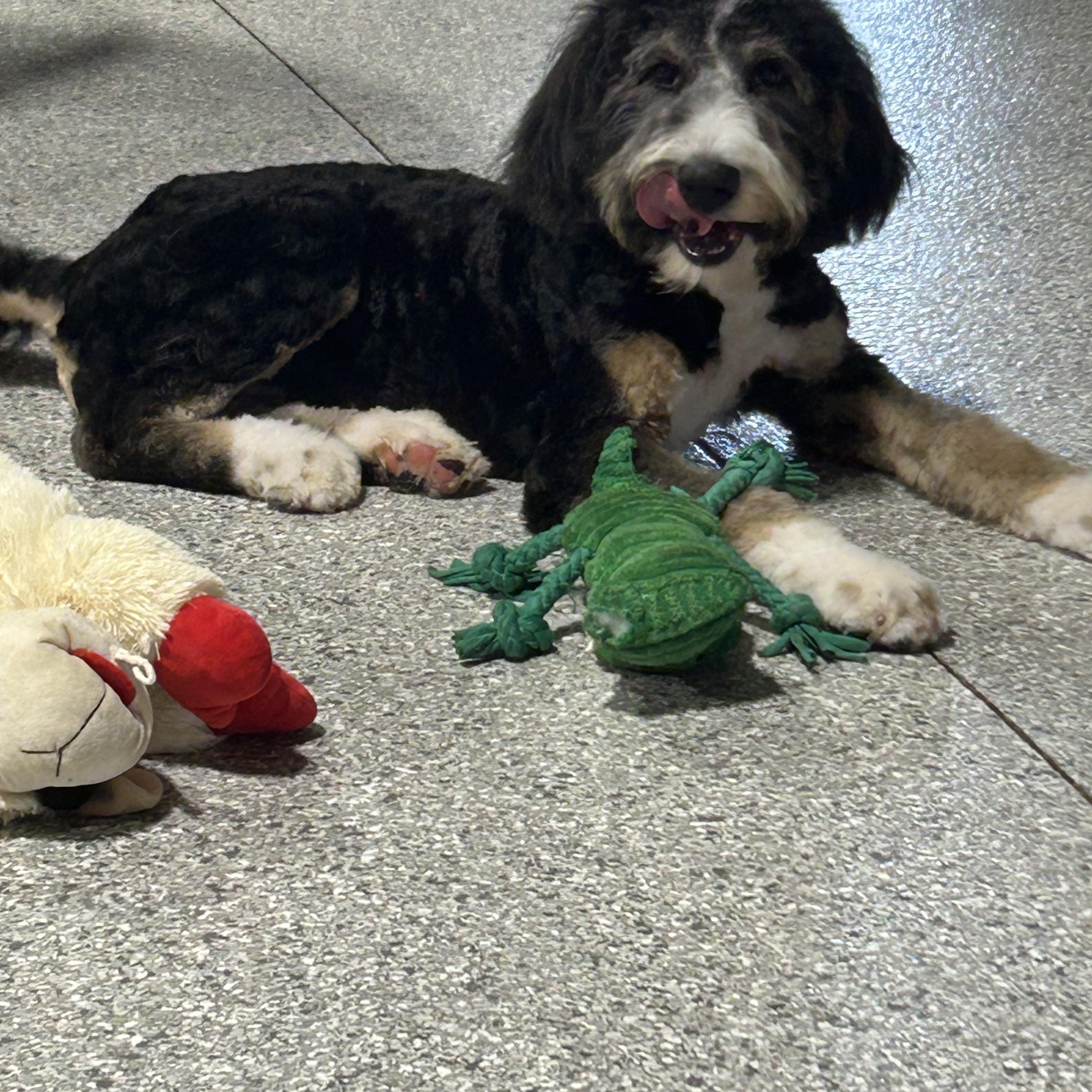 Enlarge Norma, a Adoptable Bernedoodle in Maumee , OH image 2/6