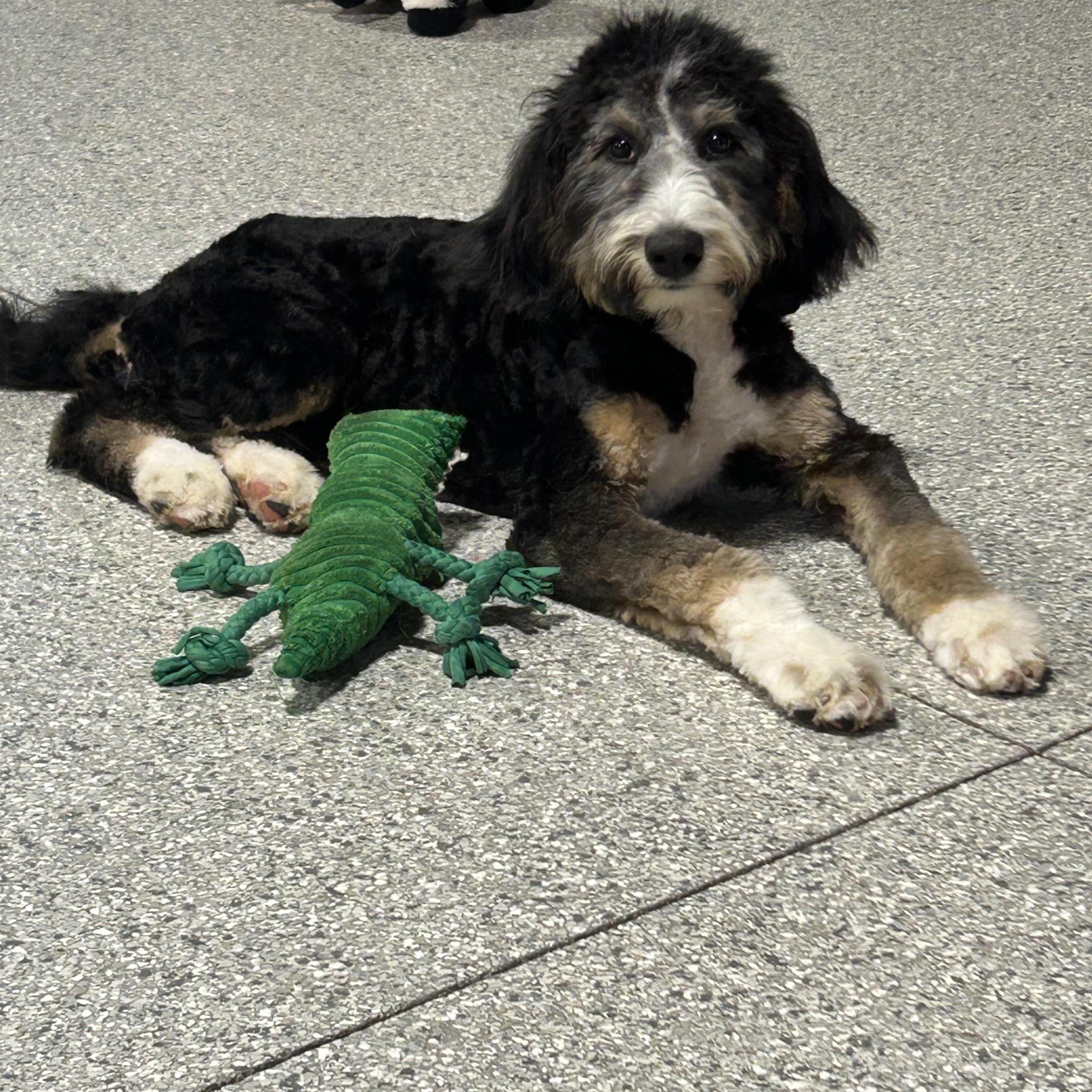 Norma, Adoptable, Puppy Female Bernedoodle.