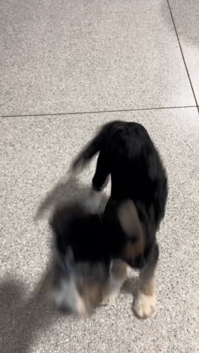 Enlarge Norma, a Adoptable Bernedoodle in Maumee , OH video 5/6